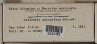 Cribraria aurantiaca image